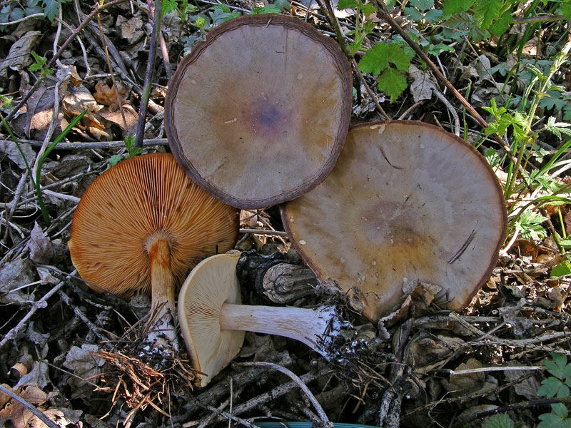 Ritrovamenti, mercoledi 10 aprile.